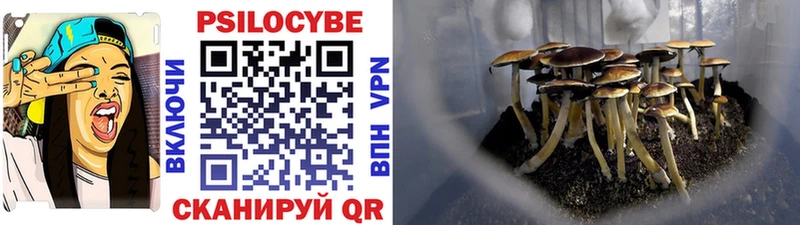Купить где  Фокино  Псилоцибиновые грибы Cubensis 